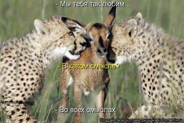 - Мы тебя так любим... - В каком смысле? - Во всех смыслах.... Котоматрица: - Мы тебя так любим... - В каком смысле? - Во всех смыслах.