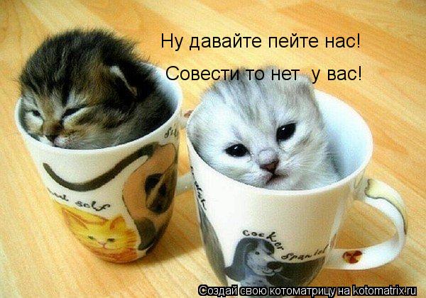 Ну давайте пейте нас! Совести то нет у вас!... Котоматрица: Ну давайте пейте нас! Совести то нет у вас!