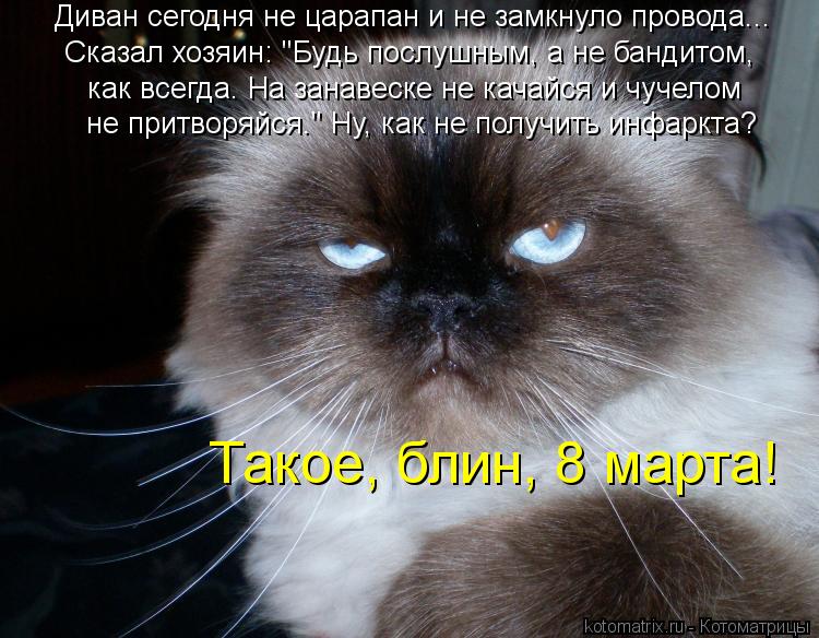 Котоматрица: Диван сегодня не царапан и не замкнуло провода... Сказал хозяин: "Будь послушным, а не бандитом,  как всегда. На занавеске не качайся и чучелом