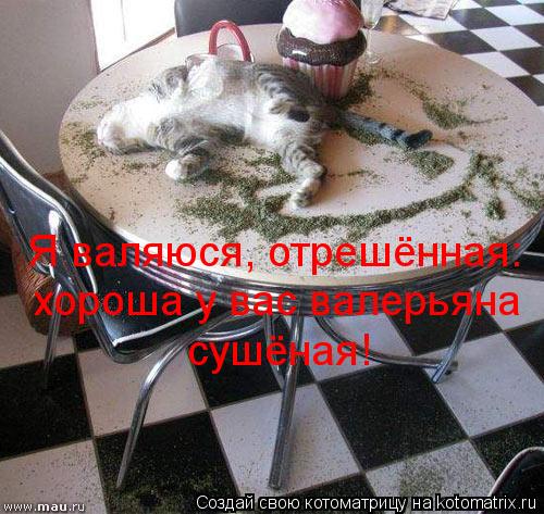 Я валяюся, отрешённая: хороша у вас валерьяна сушёная!... Котоматрица: Я валяюся, отрешённая: хороша у вас валерьяна сушёная!