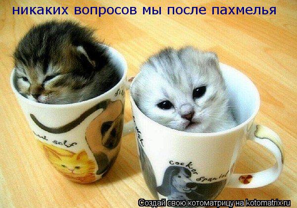 Котоматрица: никаких вопросов мы после пахмелья