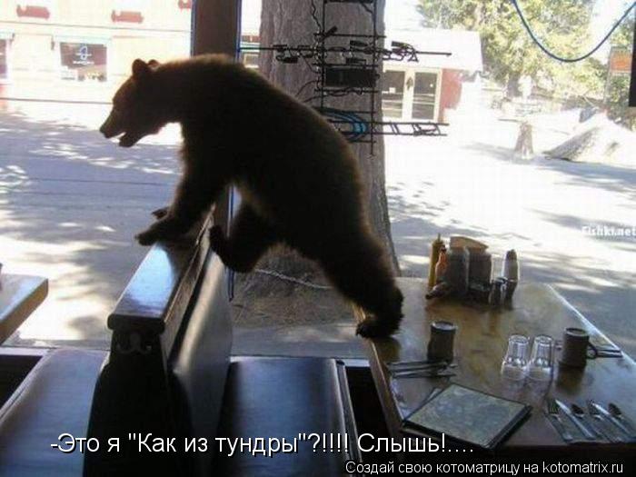 -Это я "Как из тундры"?!!!! Слышь!....... Котоматрица: -Это я "Как из тундры"?!!!! Слышь!....