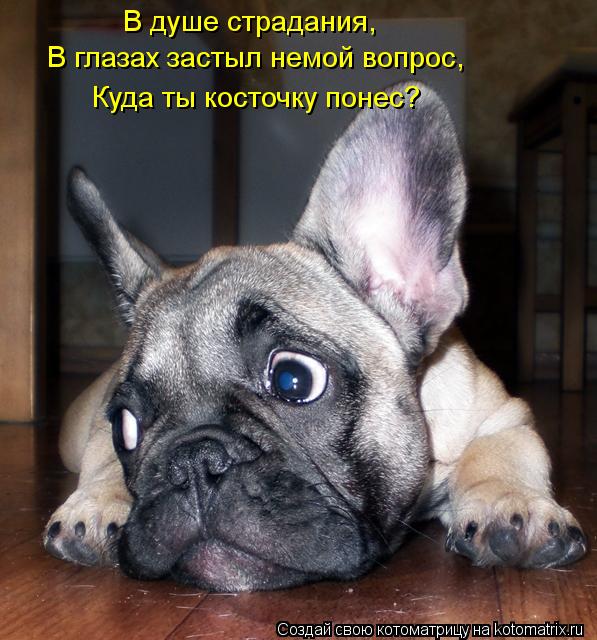В душе страдания, В глазах застыл немой вопрос, Куда ты косточку понес?... Котоматрица: В душе страдания, В глазах застыл немой вопрос, Куда ты косточку понес?