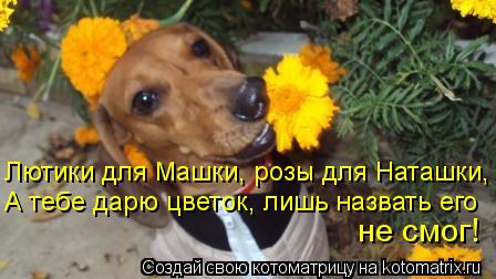 Лютики для Машки, розы для Наташки, А тебе дарю цветок, лишь назвать его не смог!... Котоматрица: Лютики для Машки, розы для Наташки, А тебе дарю цветок, лишь назвать его не смог!
