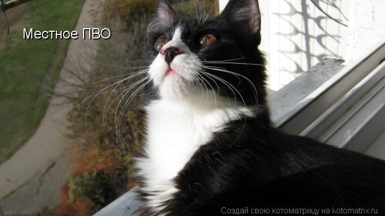 Местное ПВО... Котоматрица: Местное ПВО