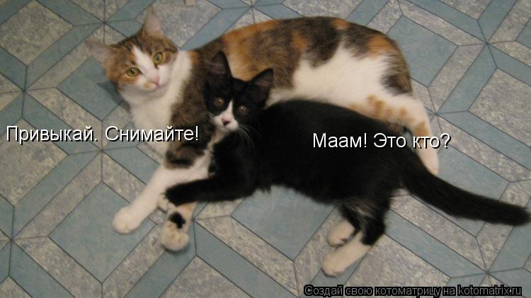 Маам! Это кто? Привыкай. Снимайте!... Котоматрица: Маам! Это кто? Привыкай. Снимайте!