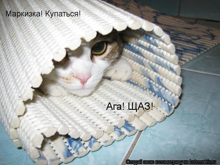 Маркизка! Купаться! Ага! ЩАЗ!... Котоматрица: Маркизка! Купаться! Ага! ЩАЗ!