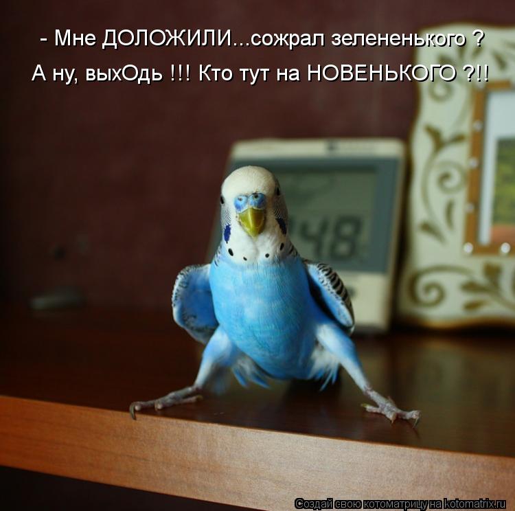 - Мне ДОЛОЖИЛИ...сожрал зелененького ? А ну, выхОдь !!! Кто тут на НОВЕНЬКОГО ?!!... Котоматрица: - Мне ДОЛОЖИЛИ...сожрал зелененького ? А ну, выхОдь !!! Кто тут на НОВЕНЬКОГО ?!!