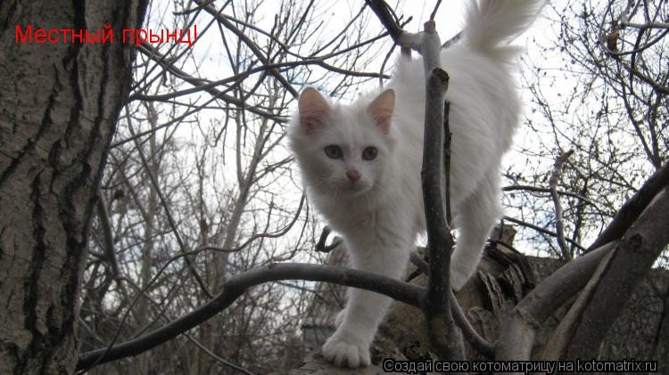 Местный прынц!... Котоматрица: Местный прынц!