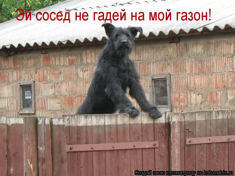 Эй сосед не гадей на мой газон!... Котоматрица: Эй сосед не гадей на мой газон!