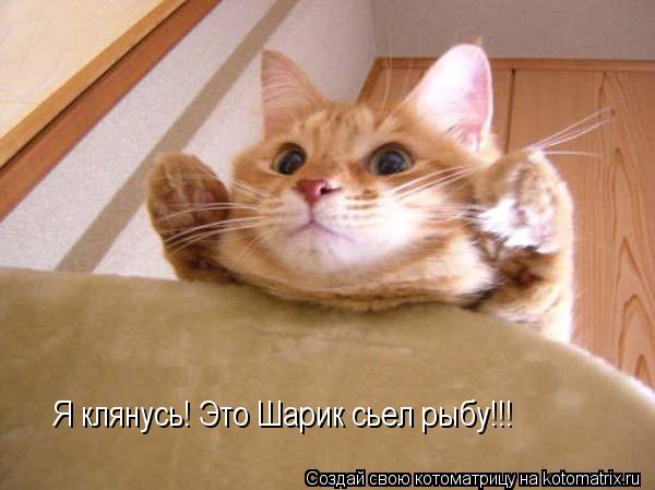 Я клянусь! Это Шарик сьел рыбу!!!... Котоматрица: Я клянусь! Это Шарик сьел рыбу!!!