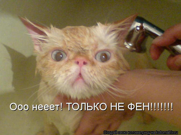 Котоматрица: Ооо нееет! ТОЛЬКО НЕ ФЕН!!!!!!!