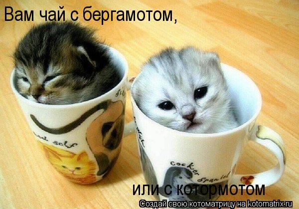Котоматрица: Вам чай с бергамотом, или с котормотом