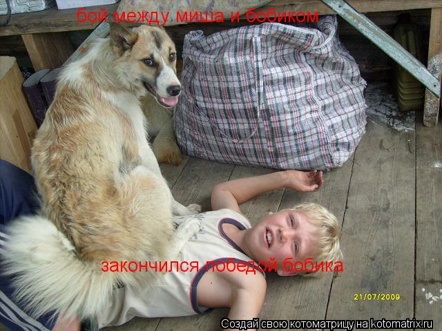 Котоматрица: бой между миша и бобиком  закончился победой бобика