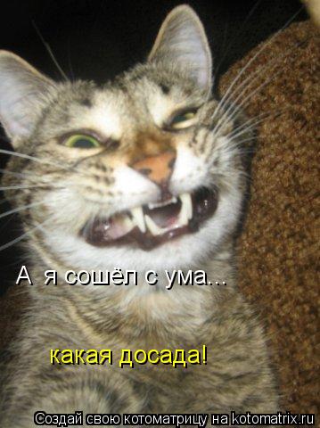 Котоматрица: я сошёл с ума... какая досада! А