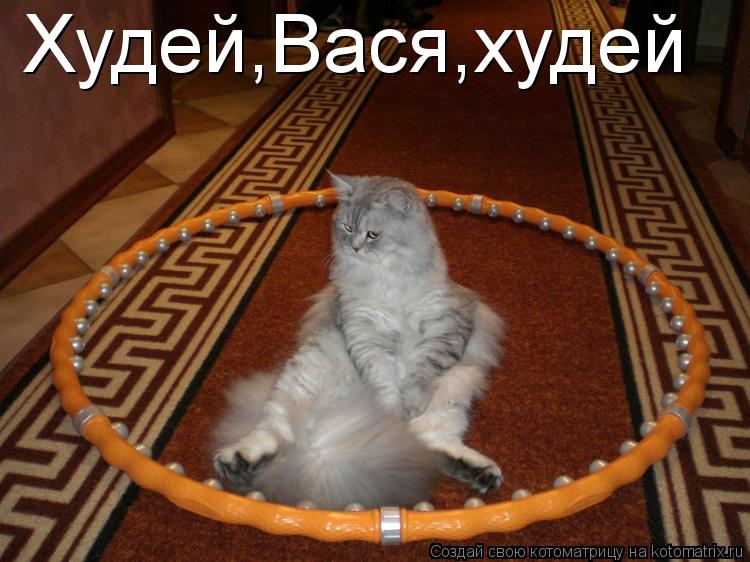 Котоматрица: Худей,Вася,худей
