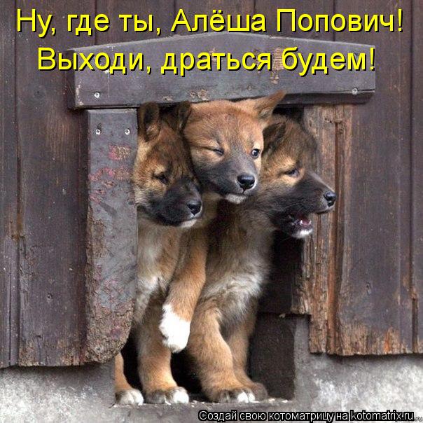 Котоматрица: Ну, где ты, Алёша Попович!  Выходи, драться будем!