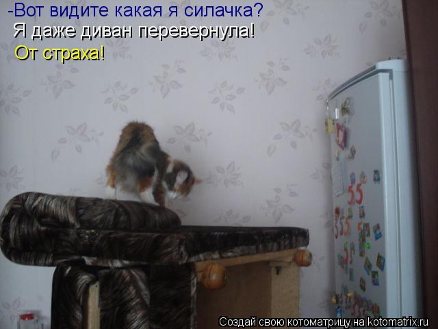 Котоматрица: -Вот видите какая я силачка?  Я даже диван перевернула! От страха!