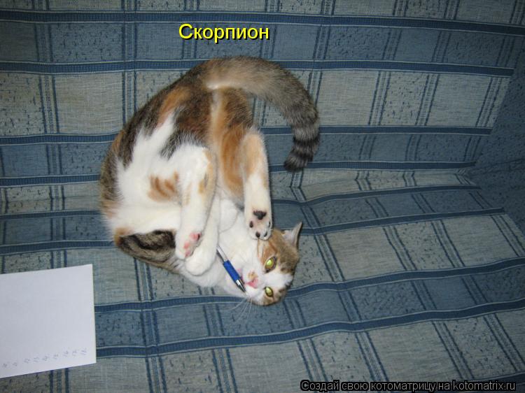Котоматрица: Скорпион