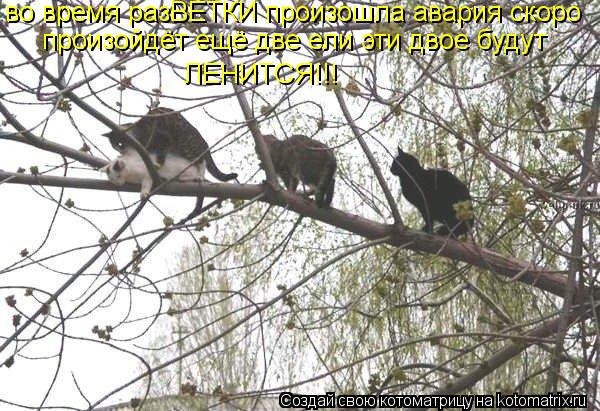 во время разВЕТКИ произошла авария скоро произойдёт ещё две ели эти двое будут ЛЕНИТСЯ!!!... Котоматрица: во время разВЕТКИ произошла авария скоро произойдёт ещё две ели эти двое будут ЛЕНИТСЯ!!!