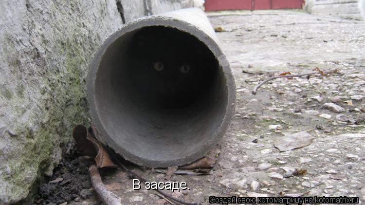 В засаде.... Котоматрица: В засаде.