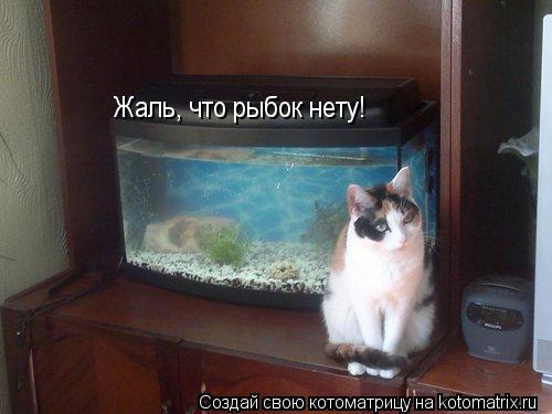 Жаль, что рыбок нету!... Котоматрица: Жаль, что рыбок нету!