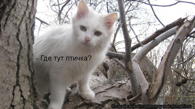 - Где тут птичка?... Котоматрица: - Где тут птичка?
