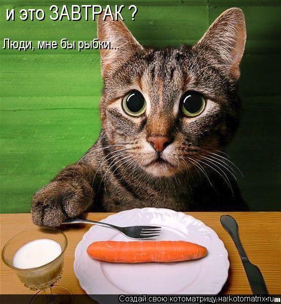 и это ЗАВТРАК ? Люди, мне бы рыбки...... Котоматрица: и это ЗАВТРАК ? Люди, мне бы рыбки...