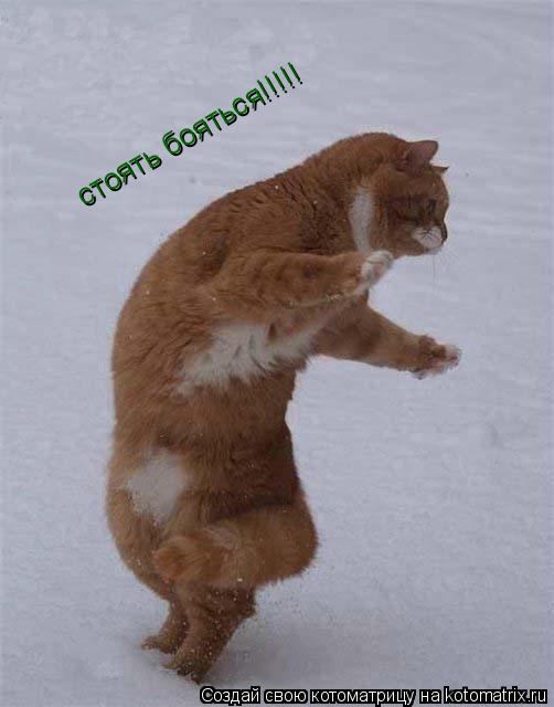 стоять бояться!!!!!... Котоматрица: стоять бояться!!!!!