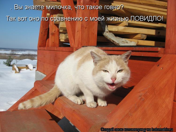 — Вы знаете милочка, что такое говно? Так вот оно по сравнению с моей жизнью ПОВИДЛО!... Котоматрица: — Вы знаете милочка, что такое говно? Так вот оно по сравнению с моей жизнью ПОВИДЛО!