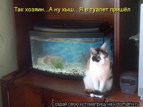 Так хозяин...А ну кыш...Я в туалет пришёл... Котоматрица: Так хозяин...А ну кыш...Я в туалет пришёл
