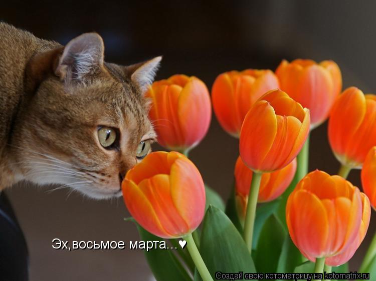 Эх,восьмое марта...♥... Котоматрица: Эх,восьмое марта...♥