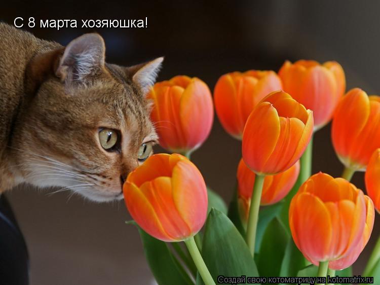 С 8 марта хозяюшка!... Котоматрица: С 8 марта хозяюшка!