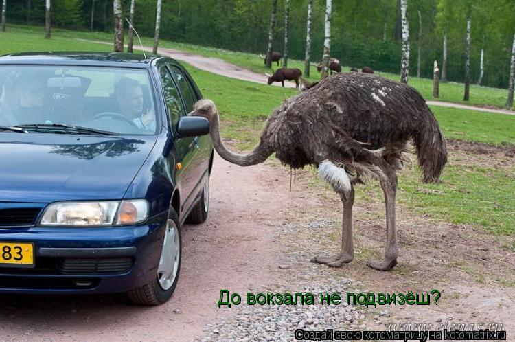 До вокзала не подвизёш?... Котоматрица: До вокзала не подвизёш?