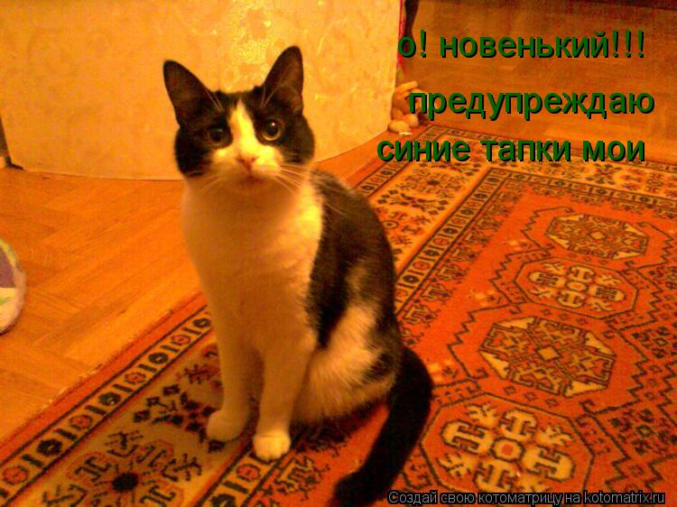 о! новенький!!! предупреждаю синие тапки мои... Котоматрица: о! новенький!!! предупреждаю синие тапки мои