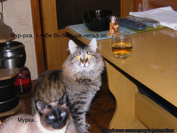 выпей меня Алиса Мурка... Мур-рка, т-тебе бо-больше нельз-зя!... Котоматрица: выпей меня Алиса Мурка... Мур-рка, т-тебе бо-больше нельз-зя!