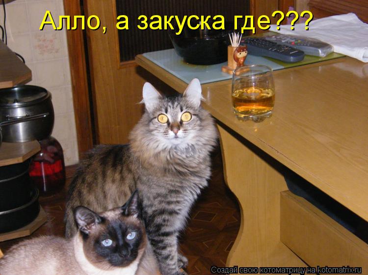 Алло, а закуска где???... Котоматрица: Алло, а закуска где???