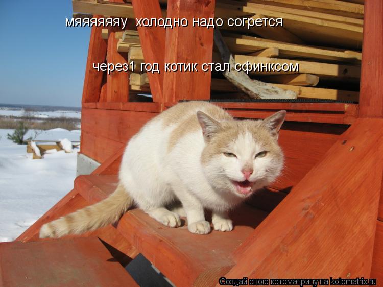 мяяяяяяу холодно надо согрется через1 год котик стал сфинксом... Котоматрица: мяяяяяяу холодно надо согрется через1 год котик стал сфинксом