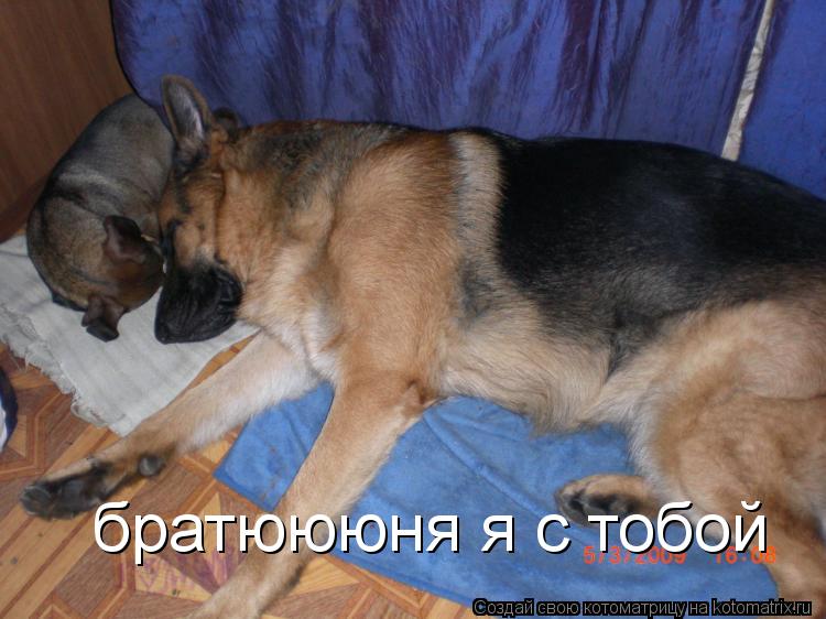 братюююня я с тобой... Котоматрица: братюююня я с тобой