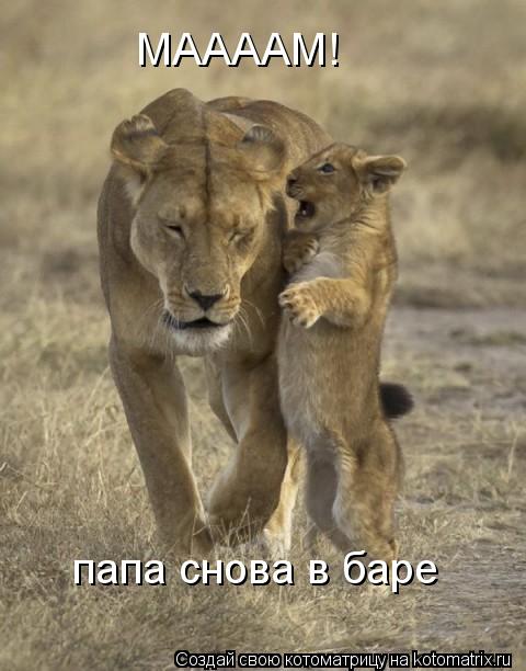 МААААМ! папа снова в баре... Котоматрица: МААААМ! папа снова в баре