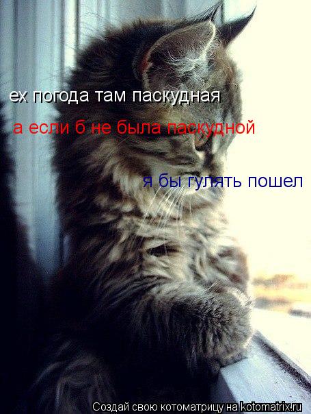 ех погода там паскудная а если б не была паскудной я бы гулять пошел... Котоматрица: ех погода там паскудная а если б не была паскудной я бы гулять пошел
