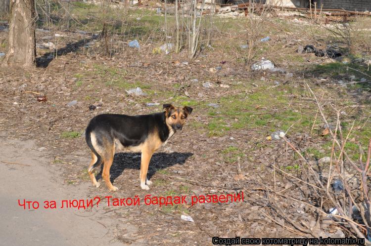 Что за люди? Такой бардак развели!... Котоматрица: Что за люди? Такой бардак развели!