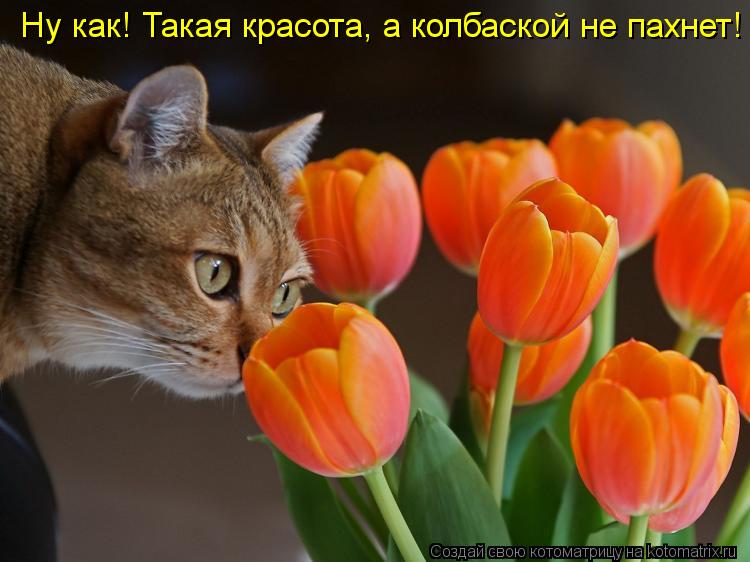 Ну как! Такая красота, а колбаской не пахнет!... Котоматрица: Ну как! Такая красота, а колбаской не пахнет!