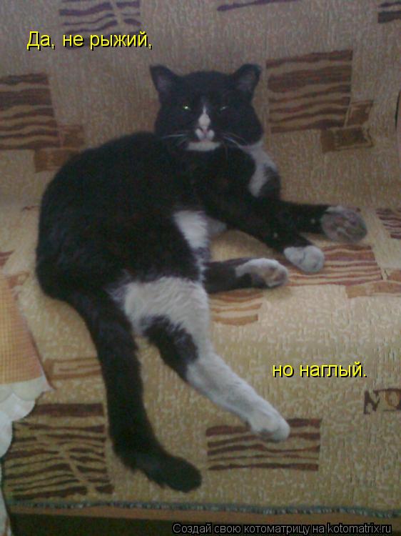 Да, не рыжий, но наглый.... Котоматрица: Да, не рыжий, но наглый.