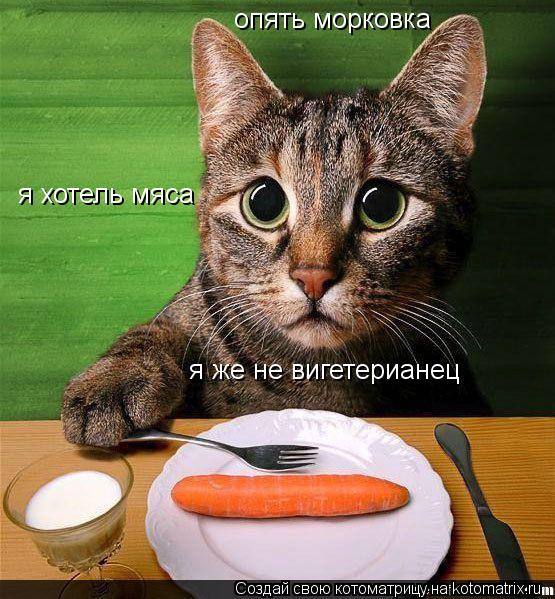 опять морковка я хотель мяса я же не вигетерианец... Котоматрица: опять морковка я хотель мяса я же не вигетерианец