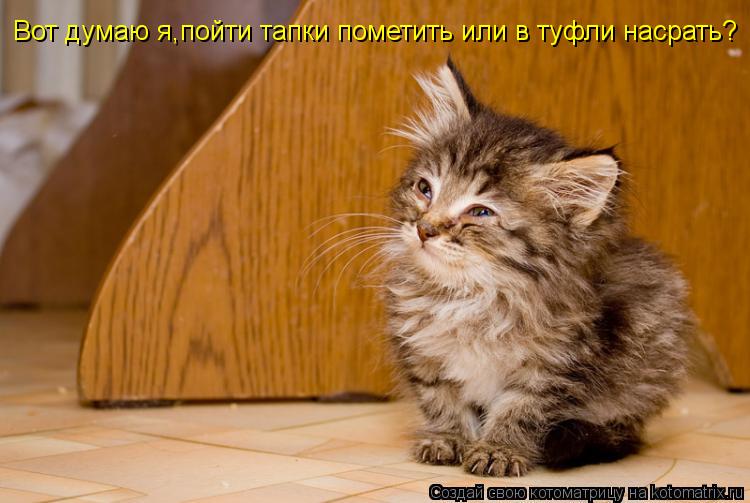 Котоматрица: Вот думаю я,пойти тапки пометить или в туфли насрать?