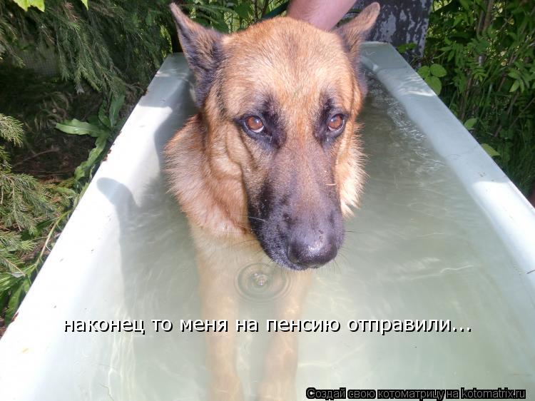 Котоматрица: наконец то меня на пенсию отправили...