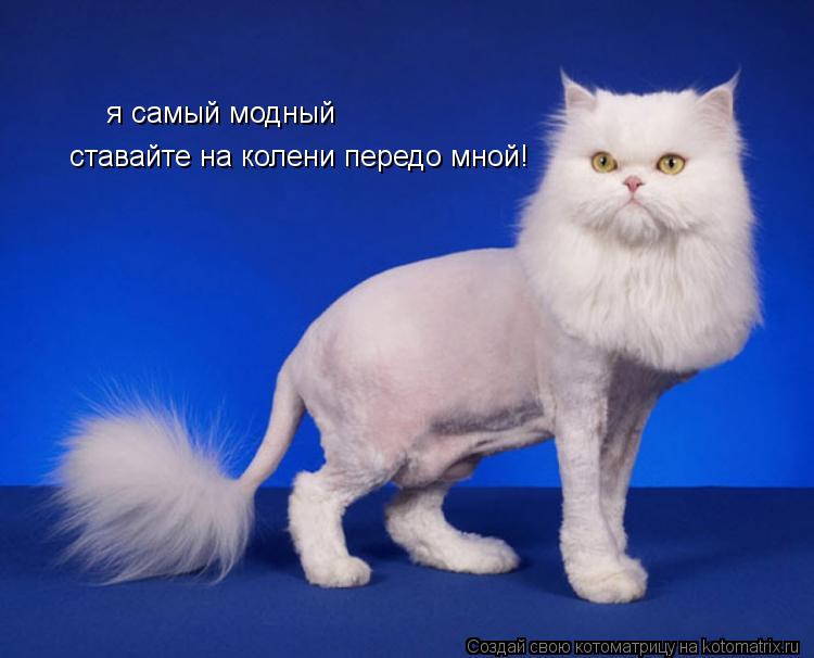 Котоматрица: я самый модный ставайте на колени передо мной!