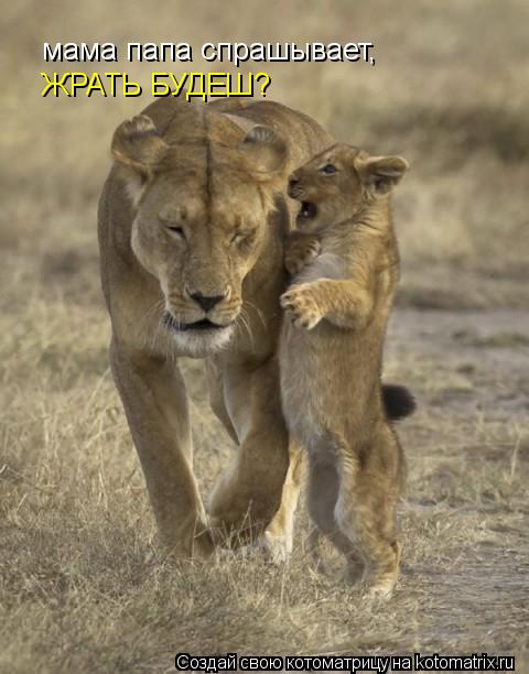 Котоматрица: мама папа спрашывает, ЖРАТЬ БУДЕШ?