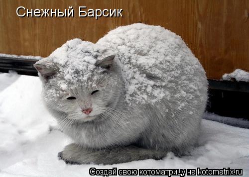 Котоматрица: Снежный Барсик